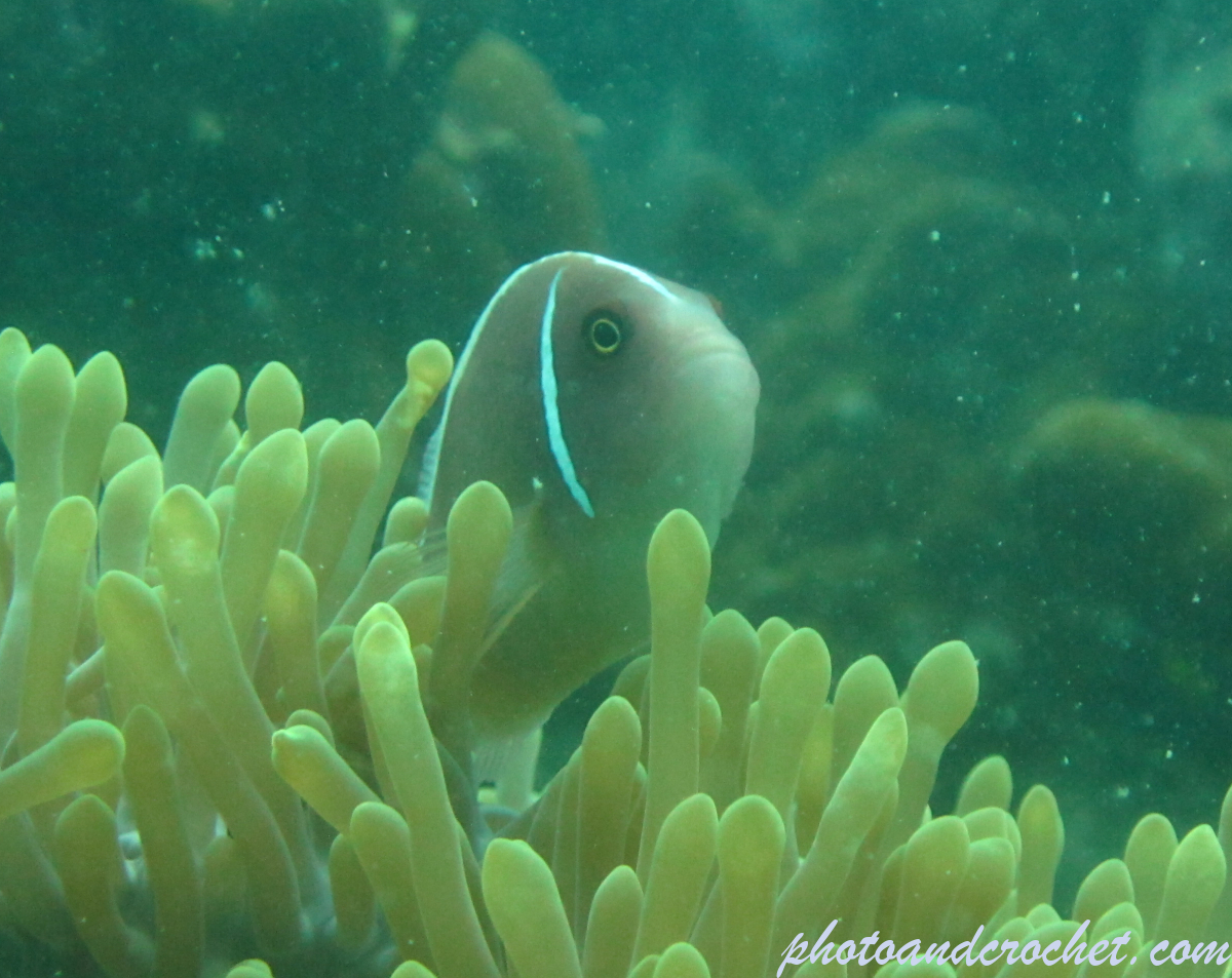 Clownfish - Image