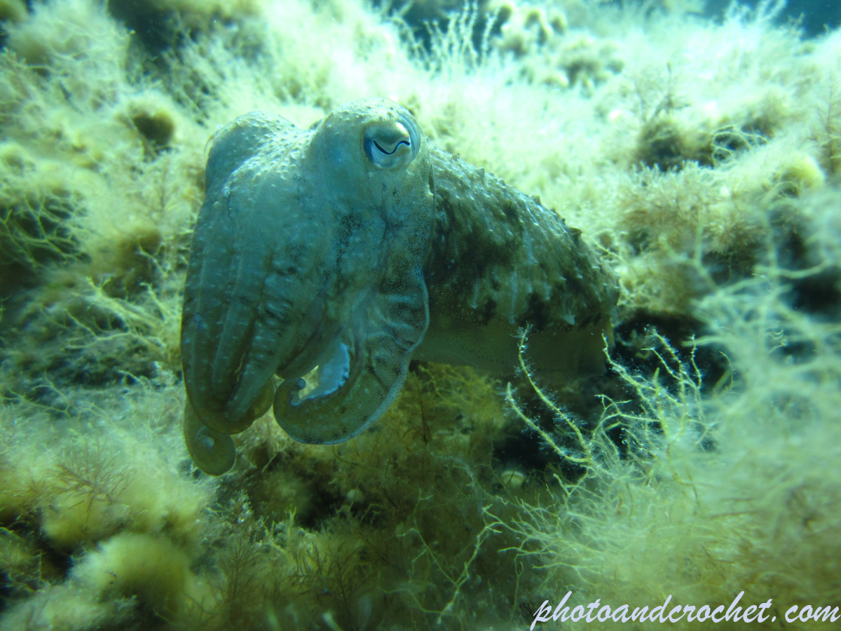 Cuttlefish - Image