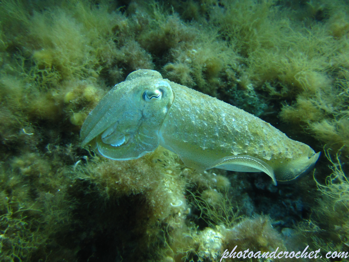 Cuttlefish - Image