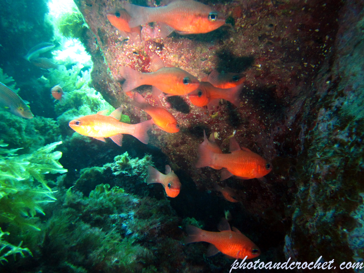 Cardinal fish - Image