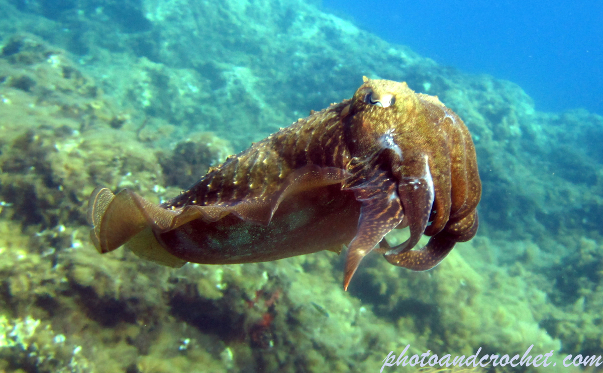 Cuttlefish - Image