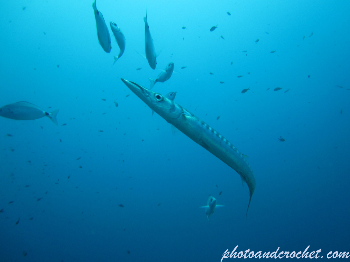 Barracudas - Image