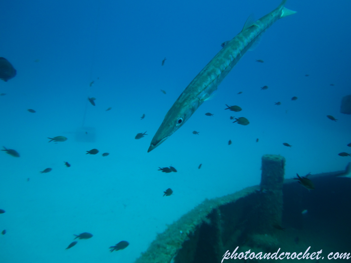 Barracudas - Image