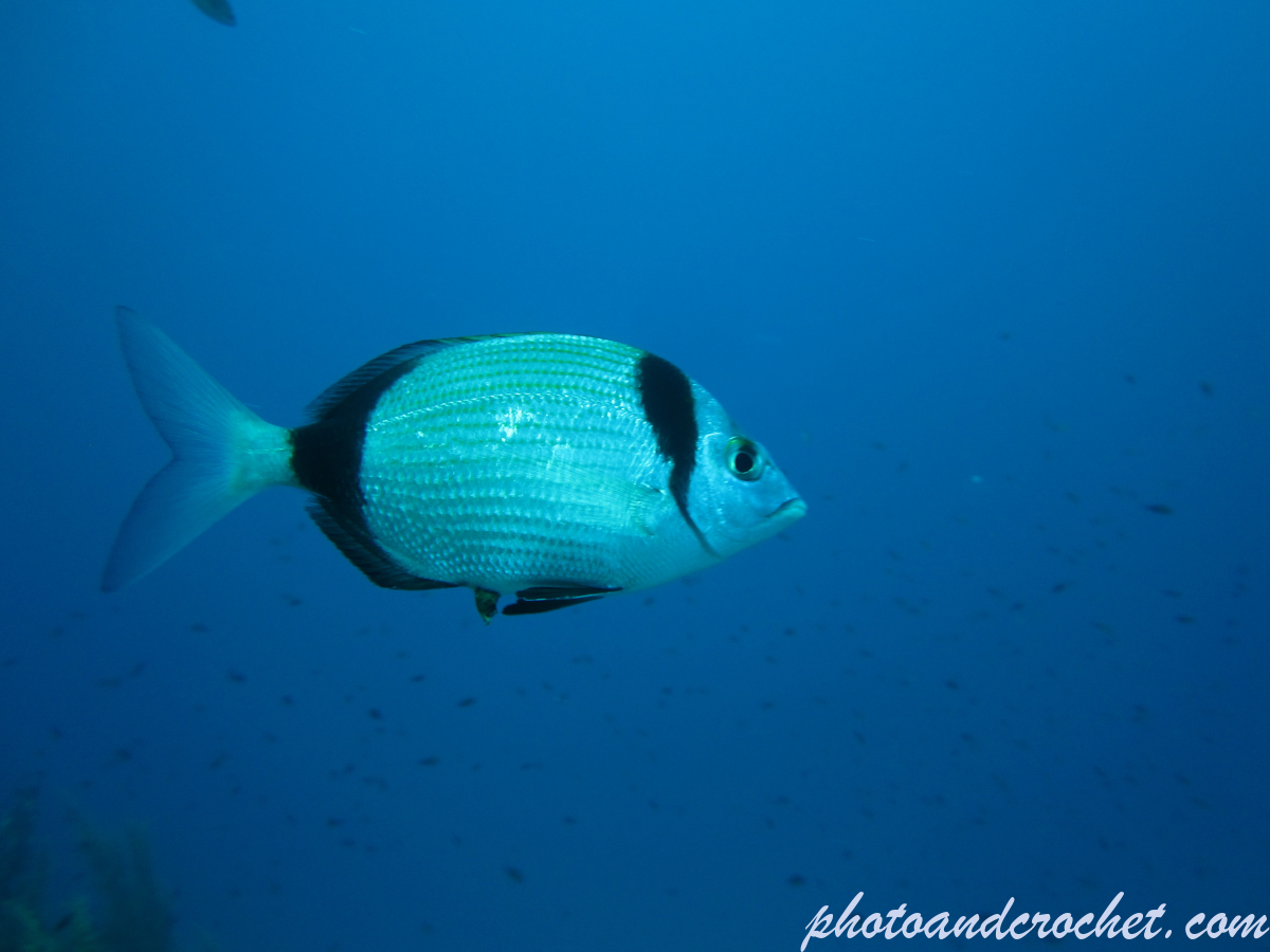Two-banded Seabream - Image