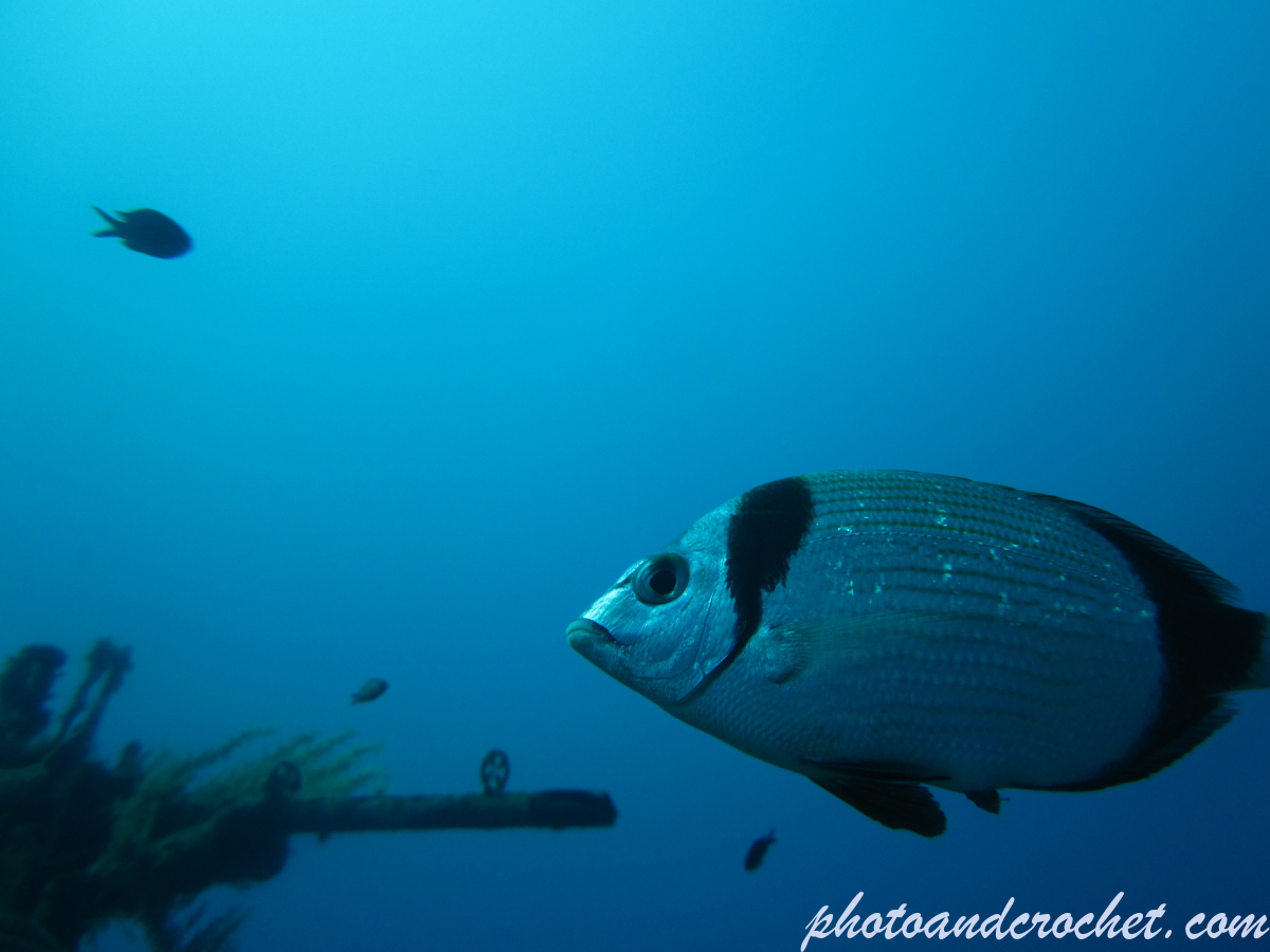 Two-banded Seabream - Image