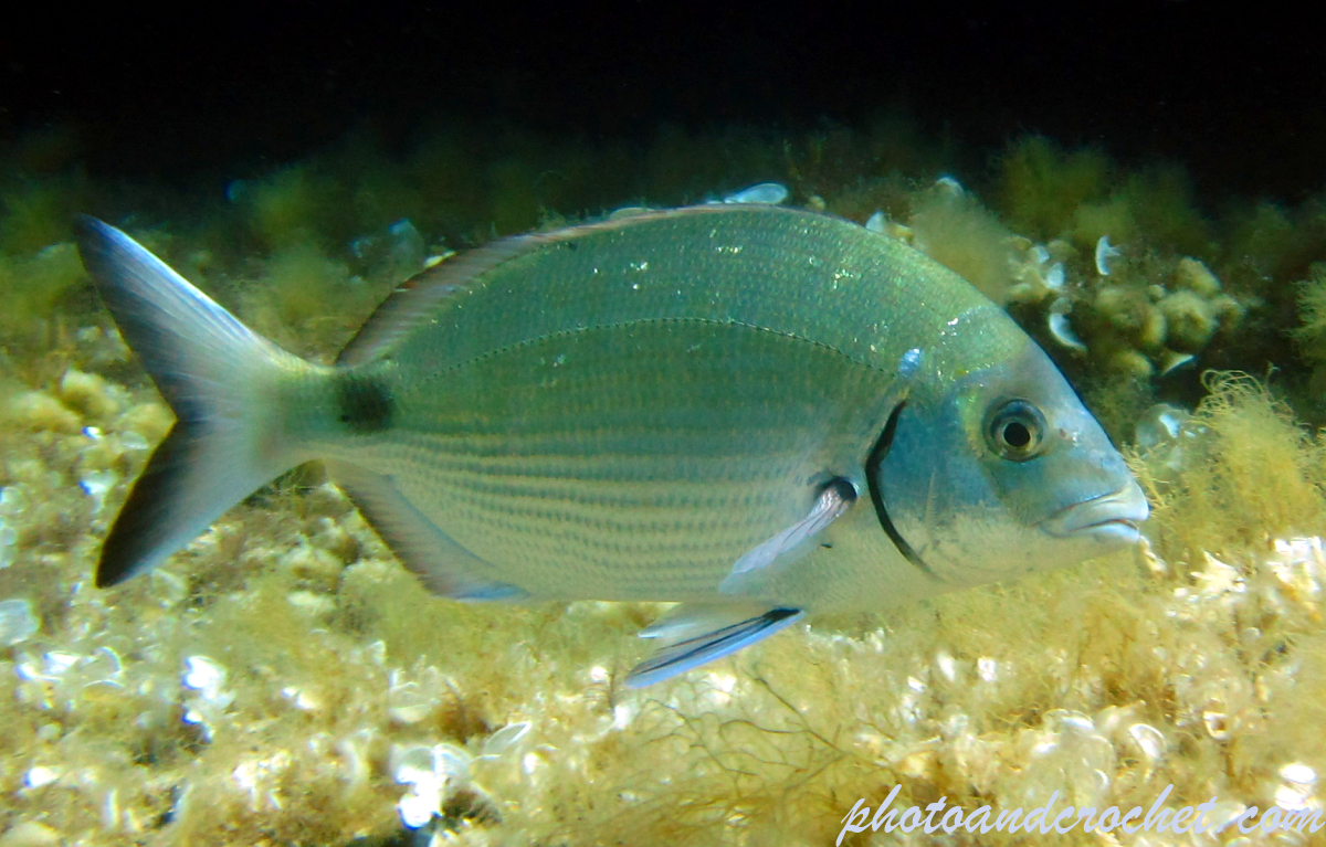 Saddled Seabream - Image