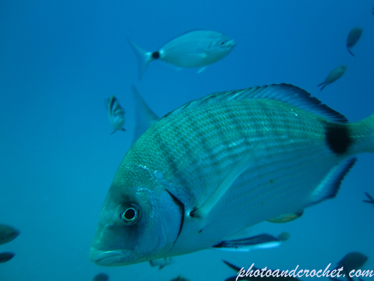 White seabream - Image