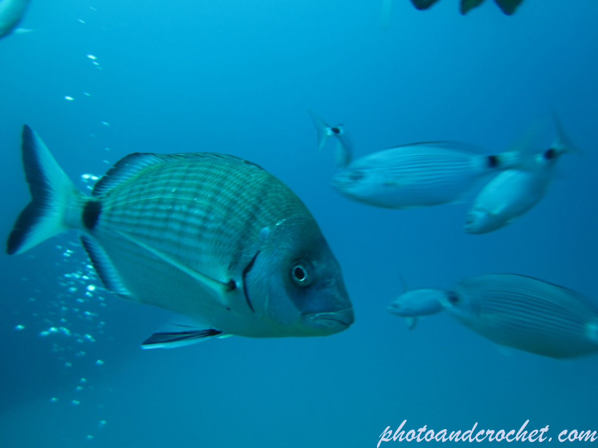 White seabream - Image