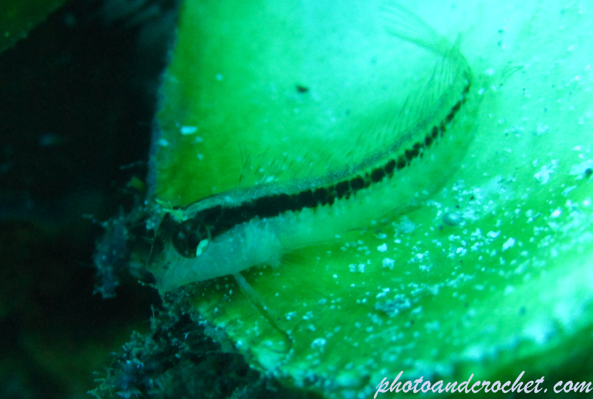 Striped Blenny – Image