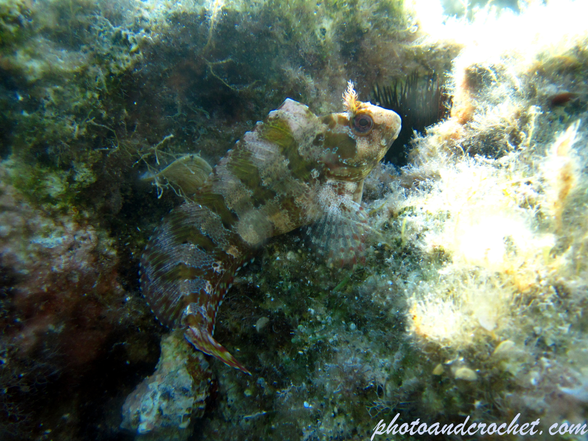 Tompot blenny - Image