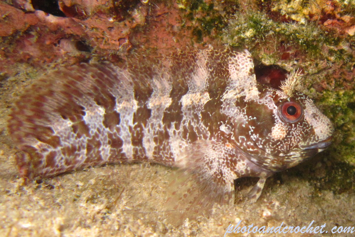 Tompot blenny - Image