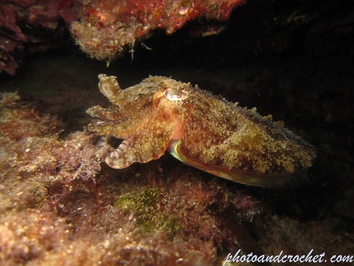 Cuttlefish - Ignoring you