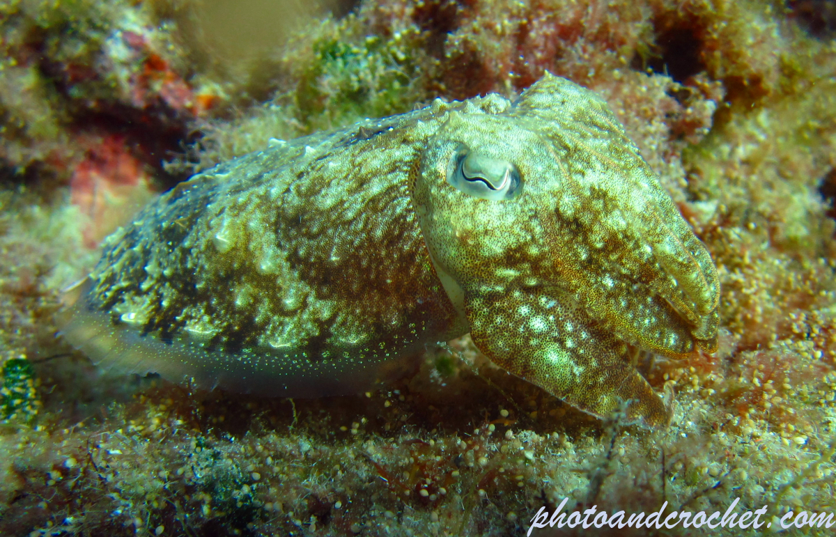 Cuttlefish - Image