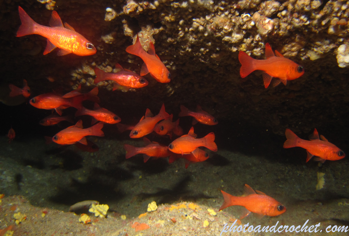 Cardinal fish - Image