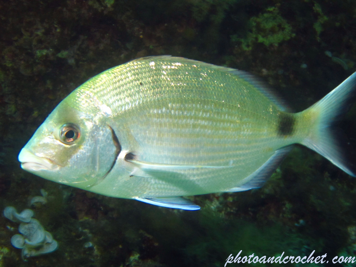 White seabream - Image