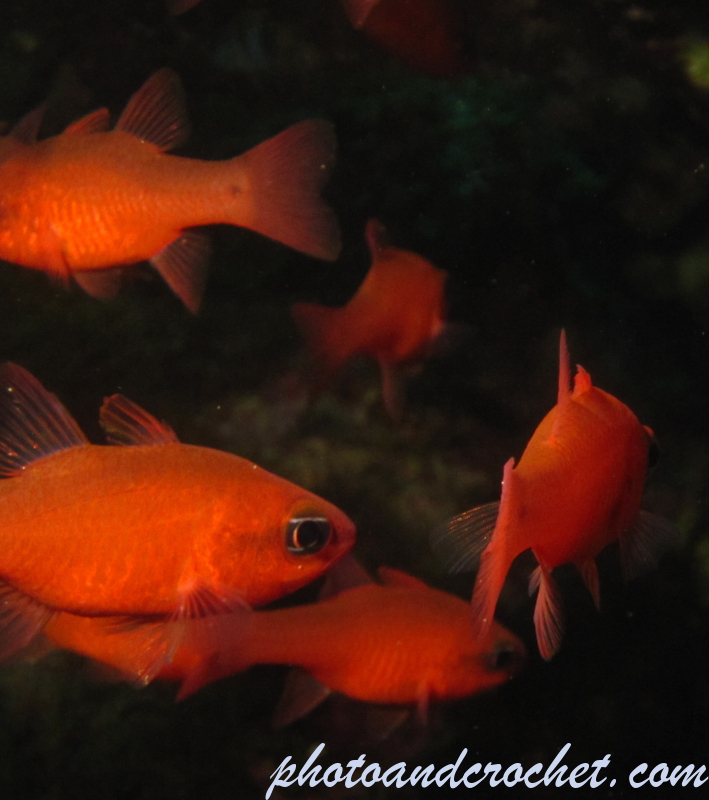 Cardinal fish - Image