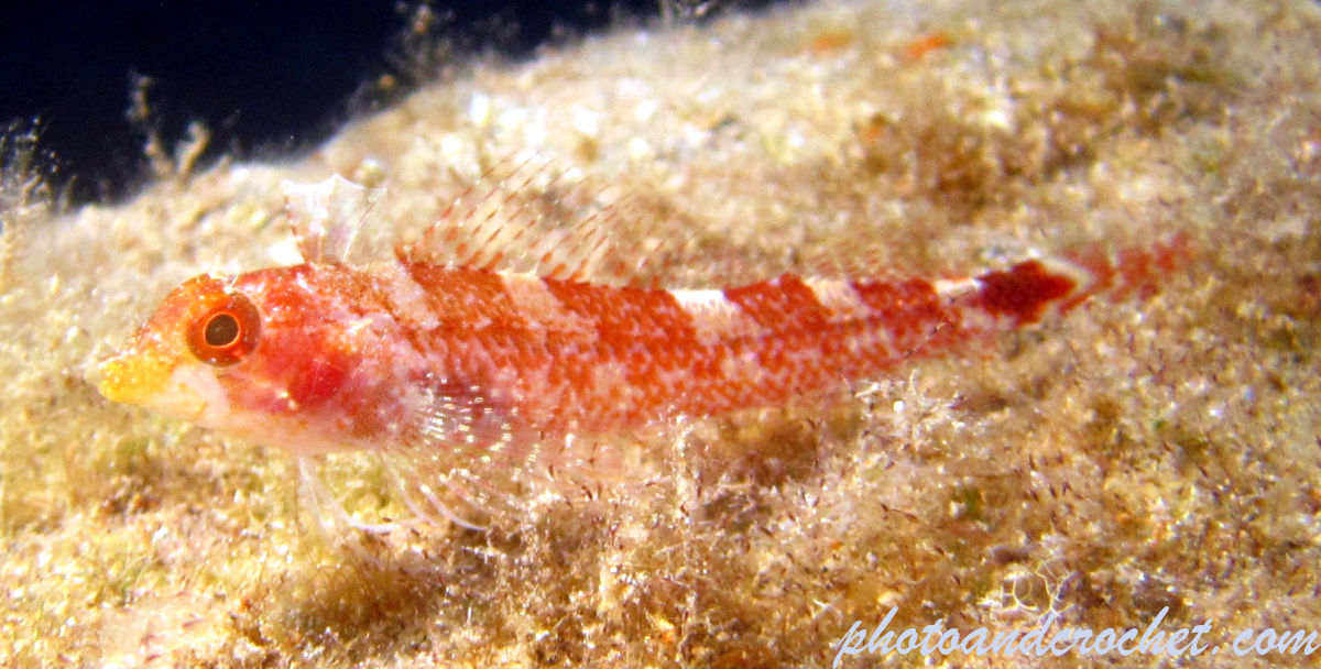 Black faced Blenny - Image