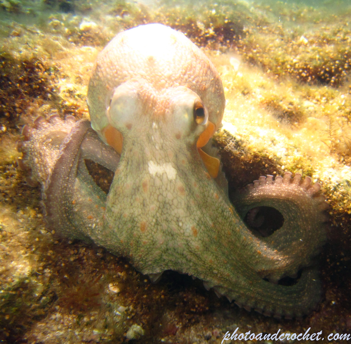 Octopus - Image