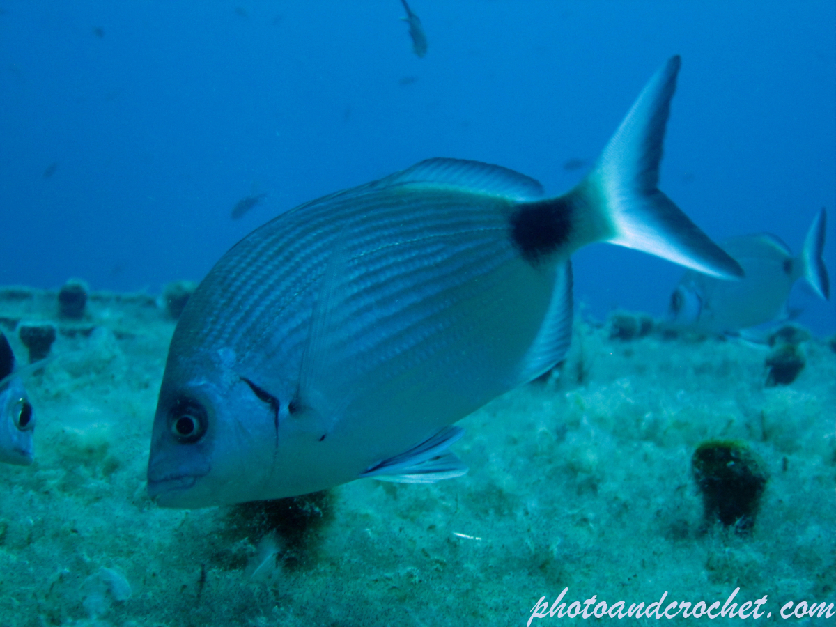Saddled Seabream - Image