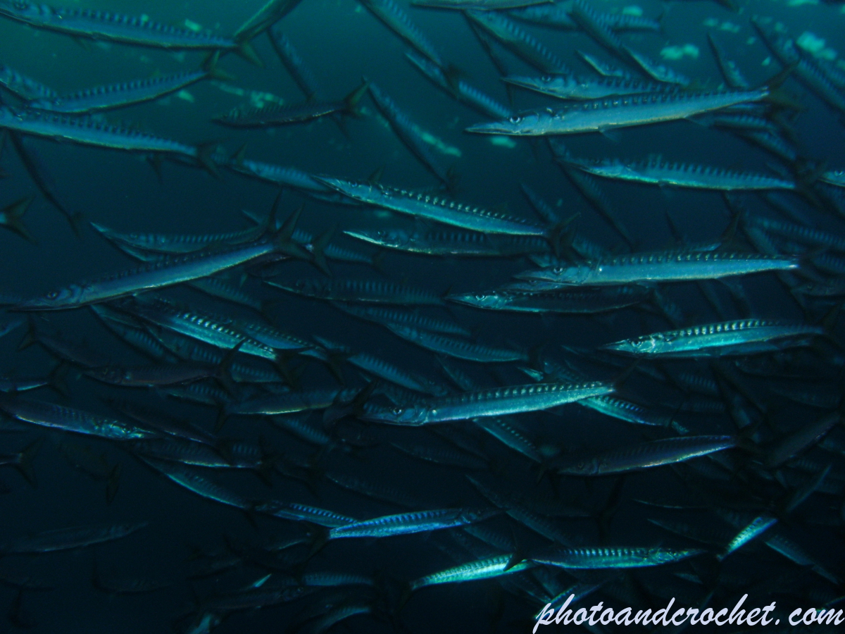Barracudas - Image