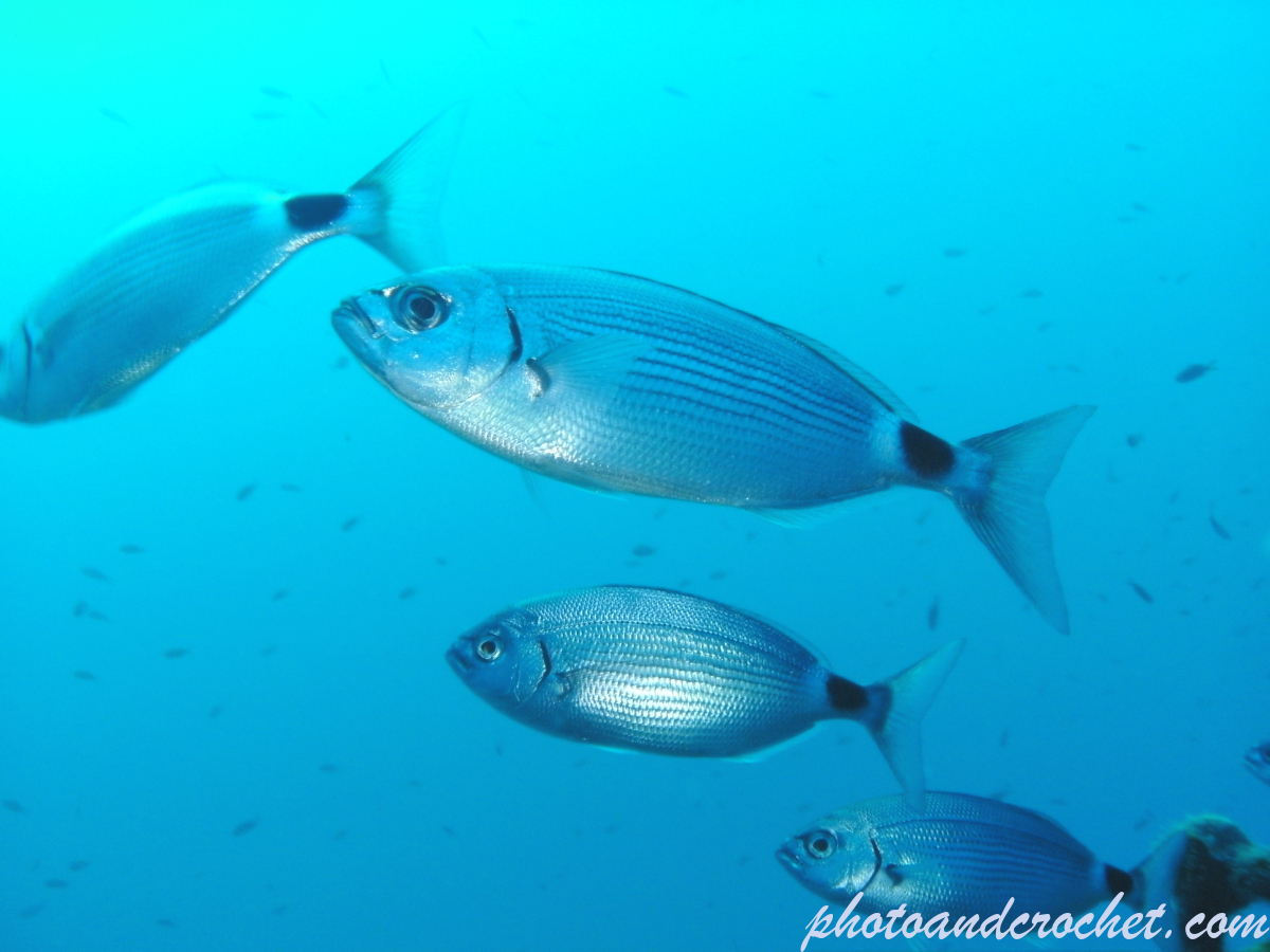 Saddled Seabream - Image