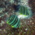 Eightband butterflyfish - Image