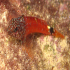Black faced Blenny - Image