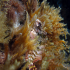Tompot blenny - Image