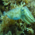 Cuttlefish - Image