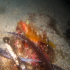 Black faced Blenny - Image