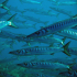 Barracudas - Image