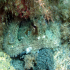 Octopus - Octopus vulgaris - I did see you