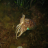 Cuttlefish - Image