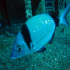 Two-banded Seabream - Diplodus vulgaris - Looking for food
