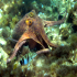 Octopus - Image