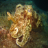 Cuttlefish - Image