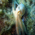 Octopus - Image