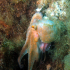 Octopus - Image