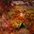 Cuttlefish - Image