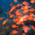 Cardinal fish - Image