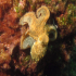 Octopus - Image