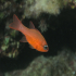 Cardinal fish - Image