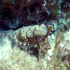 Cuttlefish - Image