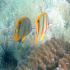 Copperband Butterflyfish - Image