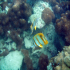 Copperband Butterflyfish - Image