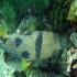 Black-Blotched Porcupinefish - Image