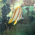 Copperband Butterflyfish - Image
