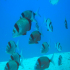 Two-banded Seabream - Diplodus vulgaris - Family meeting