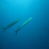 Barracudas - Image
