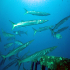 Barracudas - Image